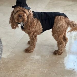 3 piece tuxedo outfit for small dog